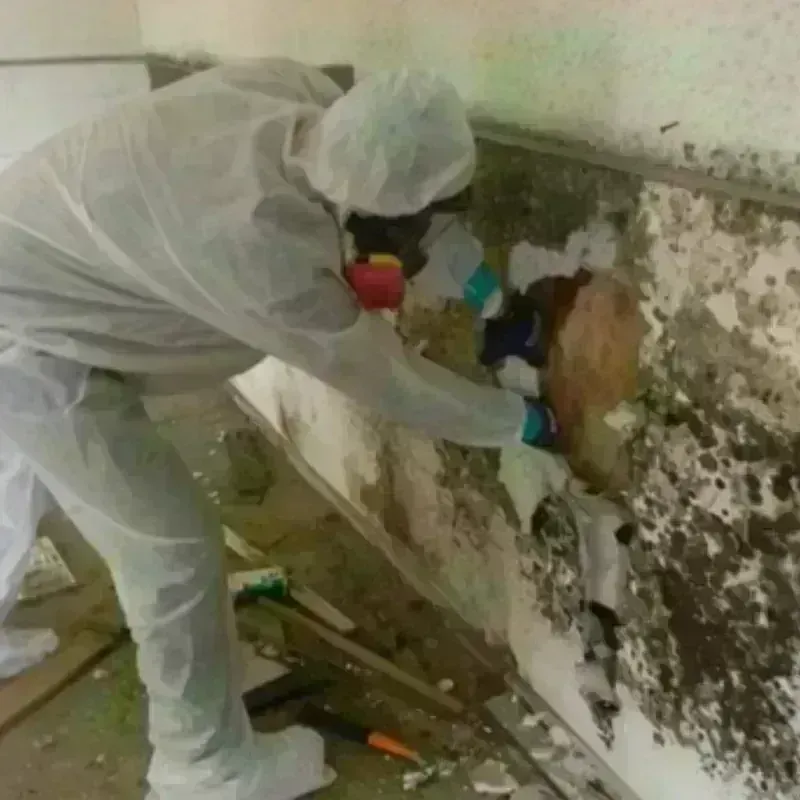 Mold Remediation and Removal in Jesup, IA